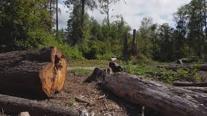 Best Tree Cabling and Bracing  in Oceanport, NJ