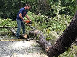 Best Tree Trimming and Pruning  in Oceanport, NJ