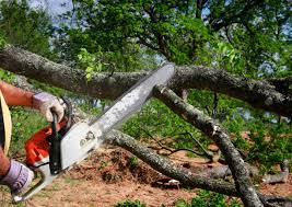 Best Fruit Tree Pruning  in Oceanport, NJ