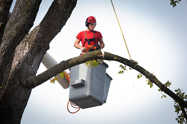 Best Tree Removal  in Oceanport, NJ