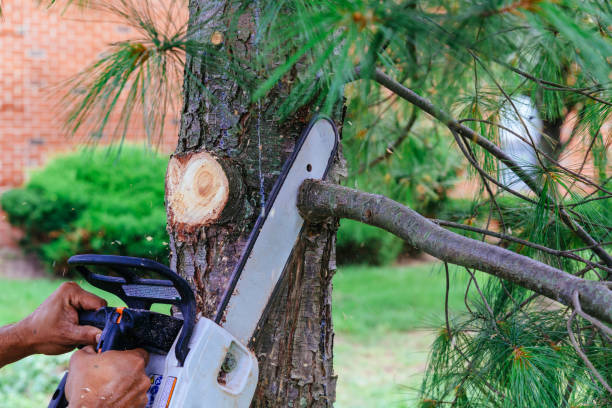 Best Commercial Tree Services  in Oceanport, NJ